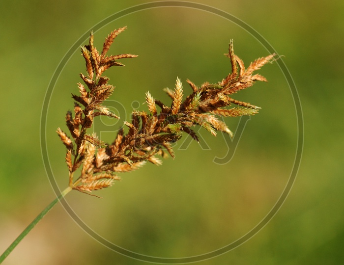 Molinia (moor grass)