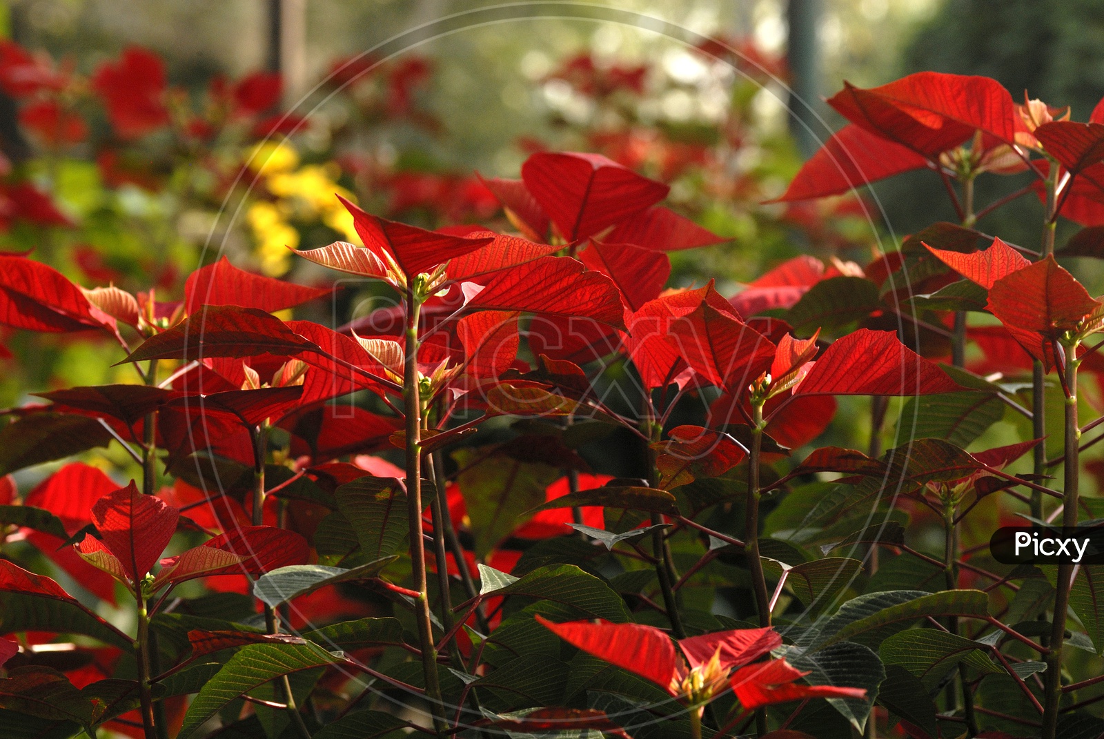 Red Leafed Plant In a  Garden