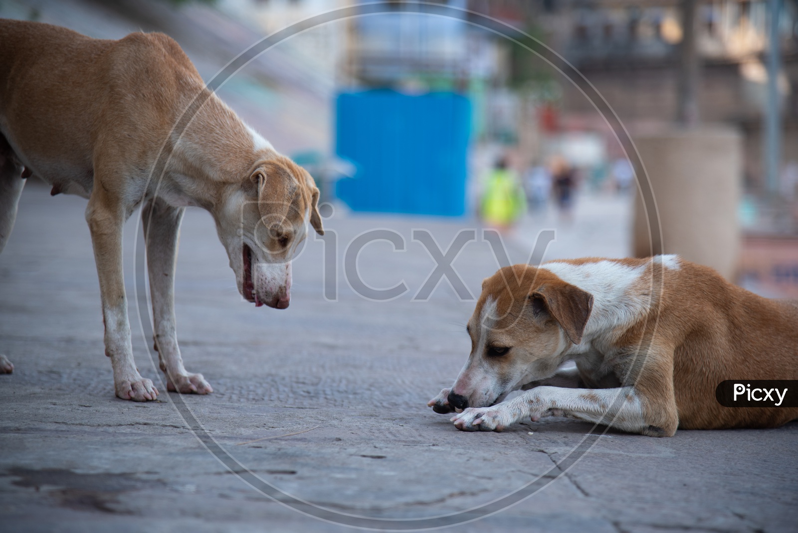 Stray Dogs On The Ghats Of Varanasi