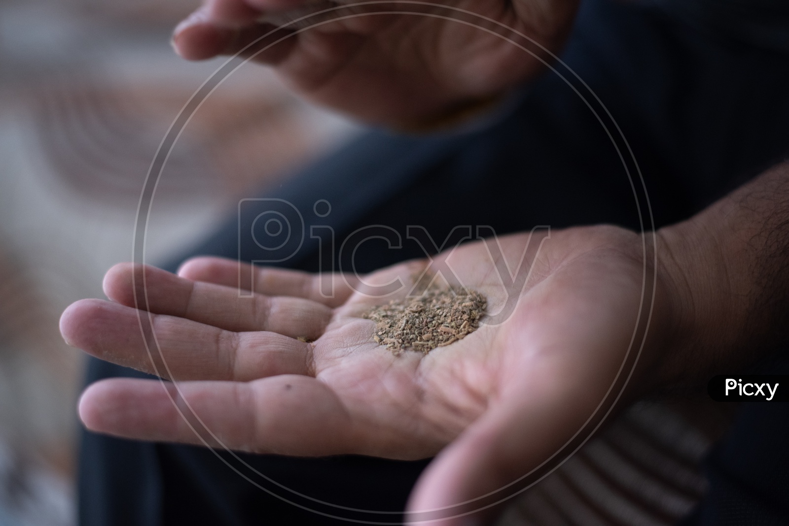 A Young Indian Man Attrition The Marijuna Or Ganja or Weed Leafs  In Hand Closeup
