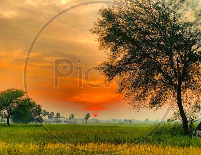 Green Paddy Fields With Sun In The Sky As a Background