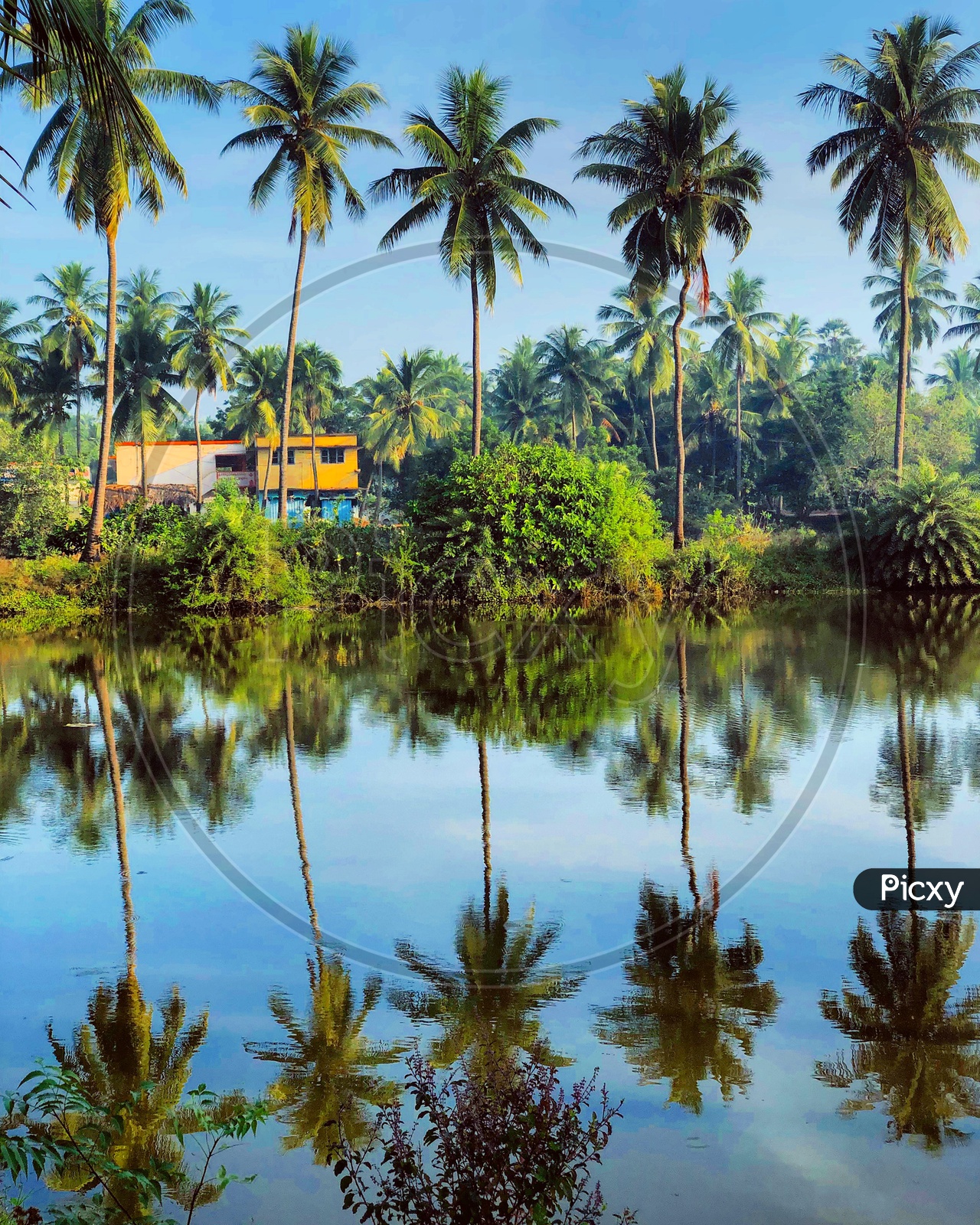 Reflection Of Coconut trees On a Water Surface