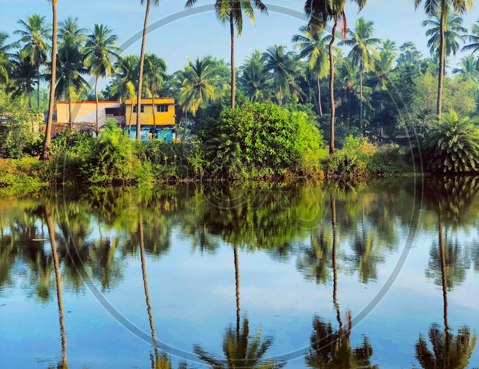 Reflection Of Coconut trees On a Water Surface