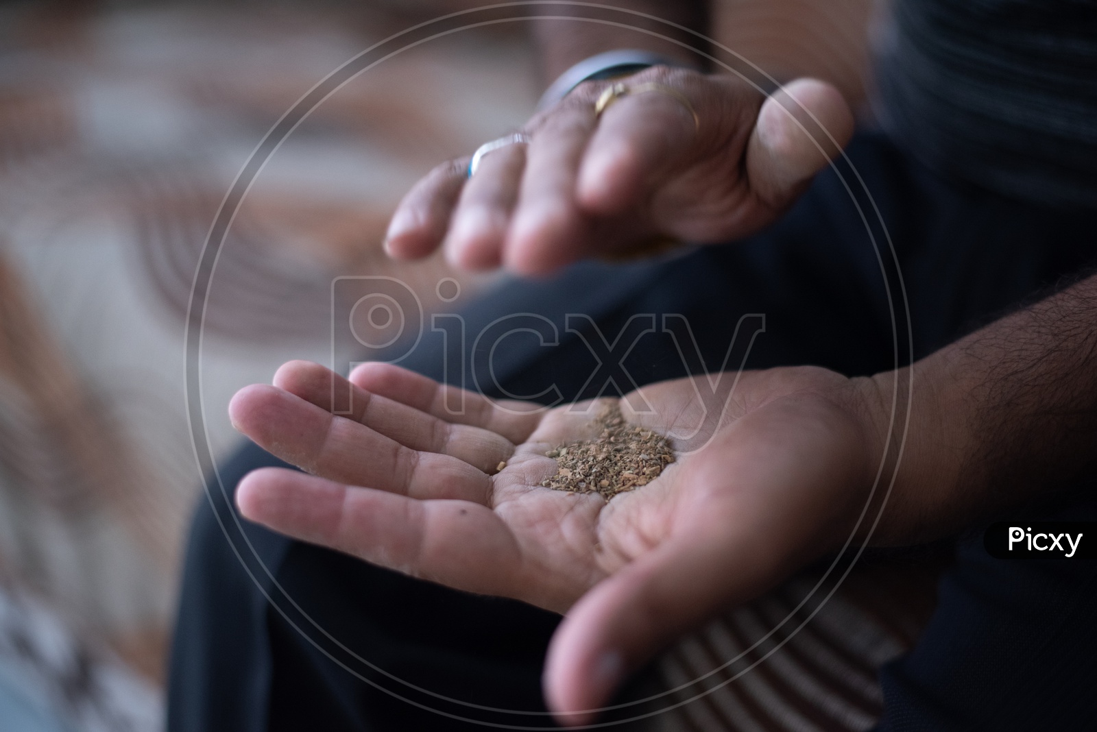 A Young Indian Man Attrition The Marijuna Or Ganja or Weed Leafs  In Hand Closeup
