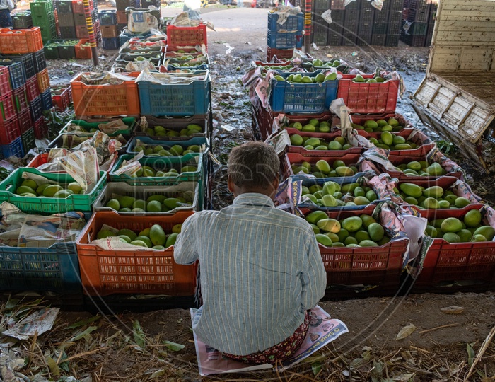 Farmer with his load of mangoes in baskets at Kothapet Fruit market, Dilsukhnagar, Hyderabad.
