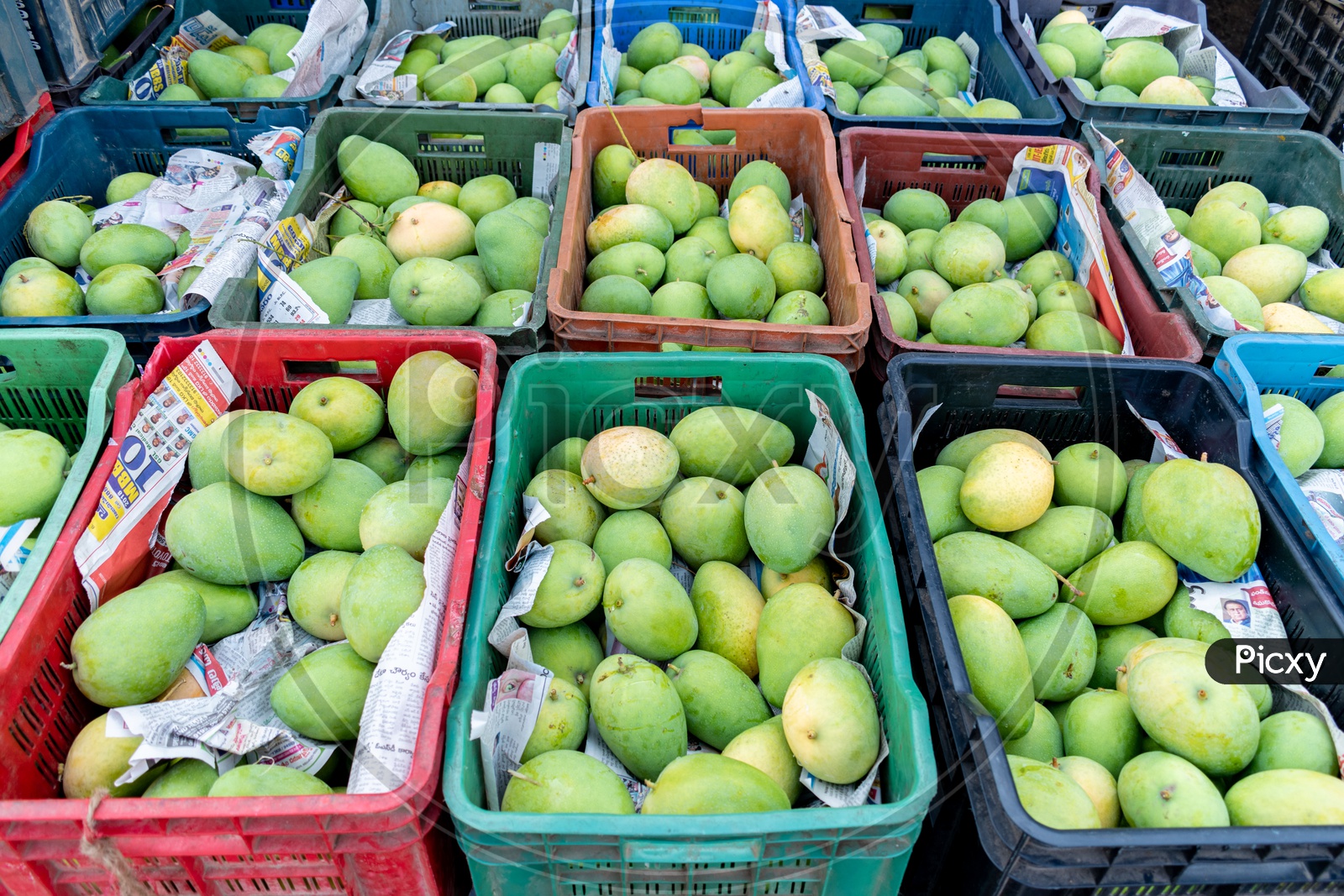Mangoes in baskets at Kothapet Fruit market, Dilsukhnagar, Hyderabad.