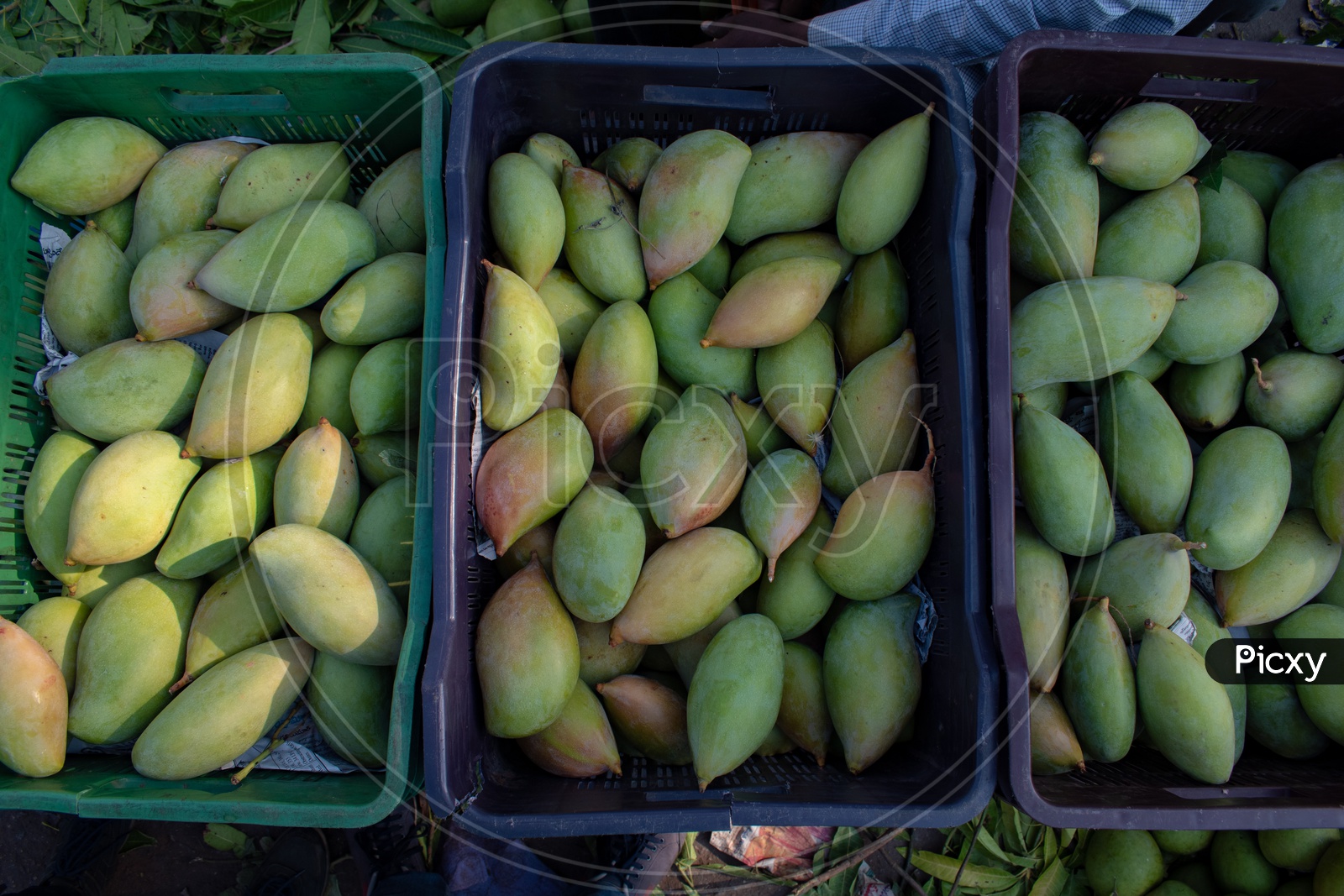Totapuri or Collector mangoes in baskets at Kothapet Fruit market, Dilsukhnagar, Hyderabad.