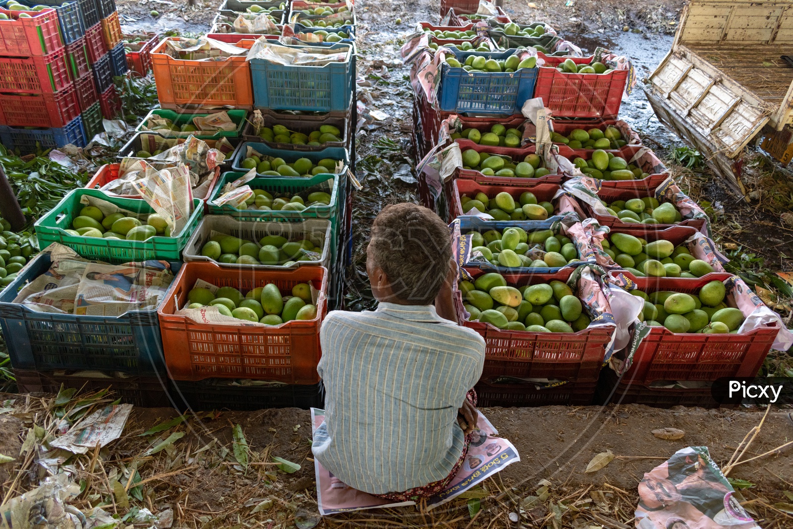 Farmer with his load of mangoes in baskets at Kothapet Fruit market, Dilsukhnagar, Hyderabad.