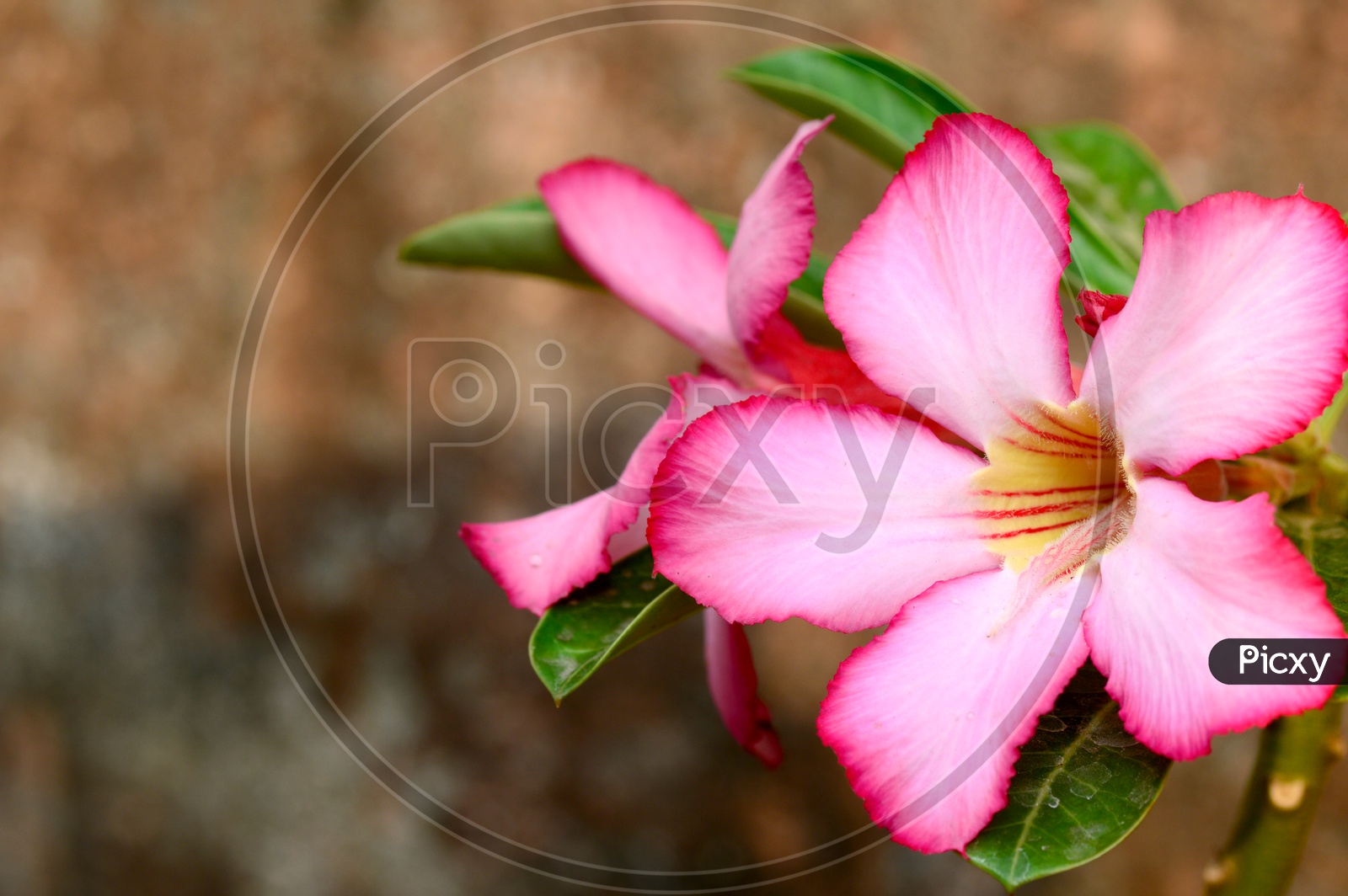 Pink Adenium or Desert Rose A Tropical Flower Closeup With an Isolated  Background