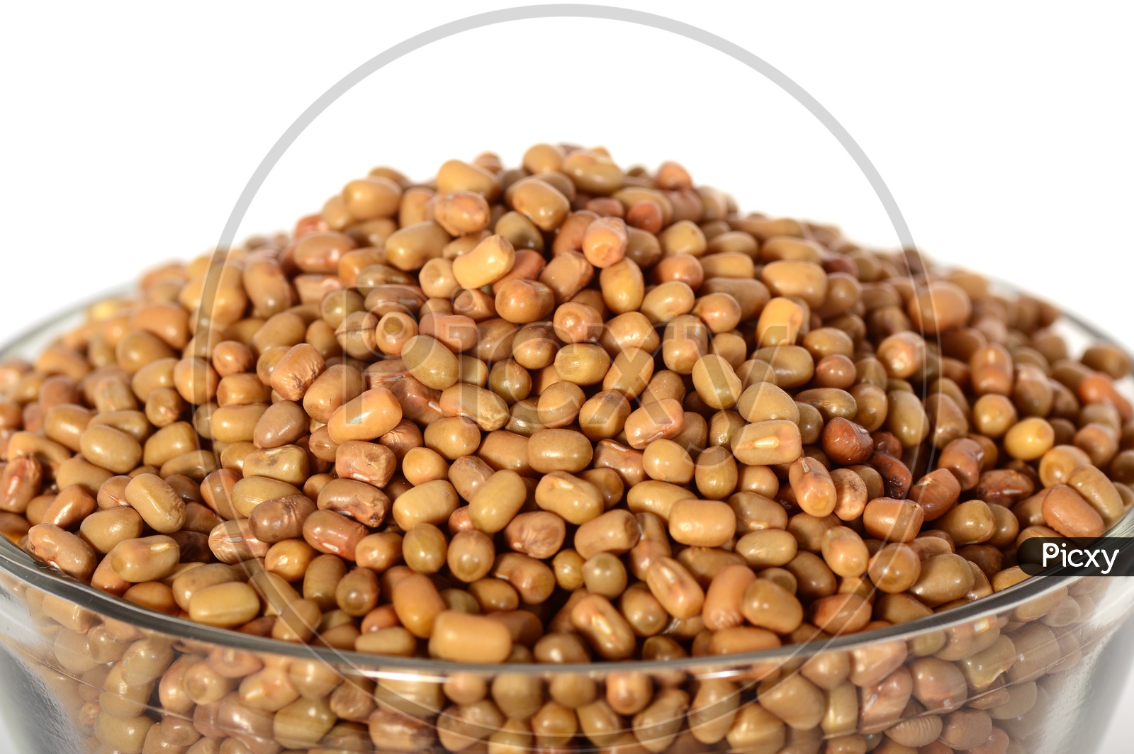 Moth Bean or Dew Bean or Legume Or Turkish Gram Or Mat Bean Or Alasandhalu  In a Bowl on an Isolated White Background