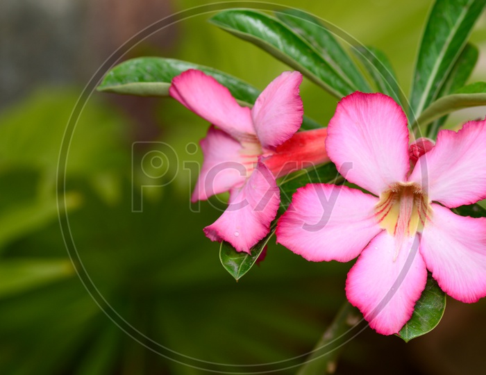 Pink Adenium or Desert Rose A Tropical Flower Closeup With an Isolated  Background