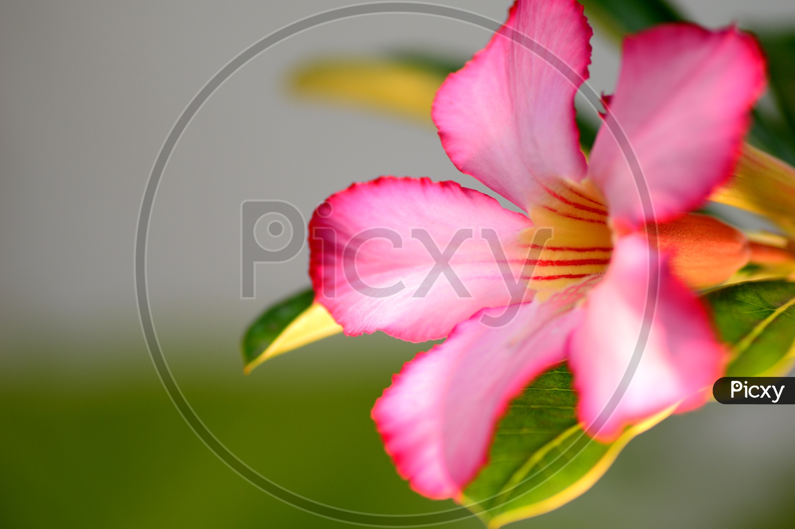 Pink Adenium or Desert Rose A Tropical Flower Closeup With an Isolated   Background