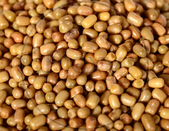 Image of Moth Bean or Dew Bean or Legume Or Turkish Gram Or Mat Bean Or