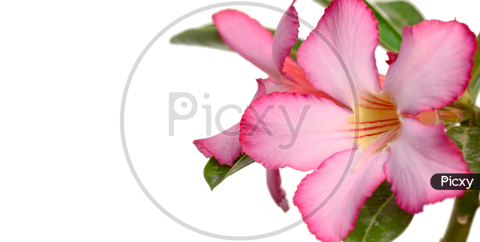 Pink Adenium or Desert Rose A Tropical Flower Closeup With an Isolated White  Background