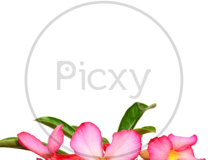 Pink Adenium or Desert Rose A Tropical Flower Closeup With an Isolated White Background