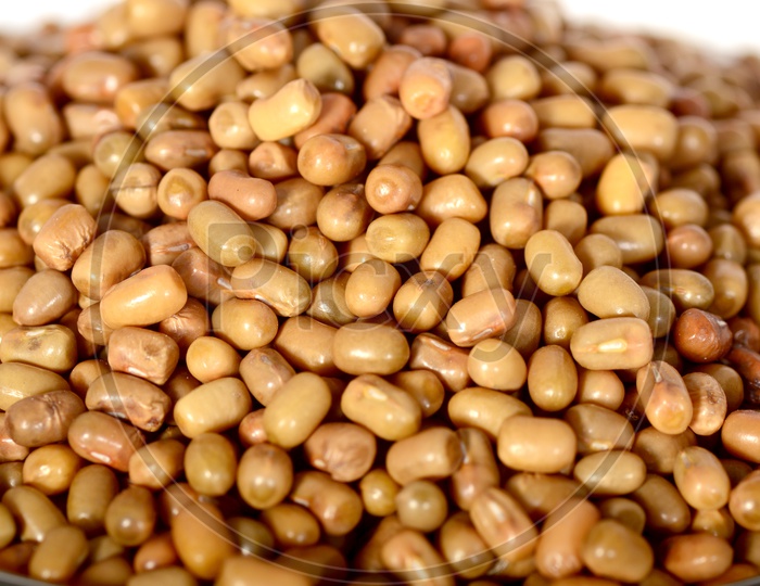 Moth Bean or Dew Bean or Legume Or Turkish Gram Or Mat Bean Or Alasandhalu