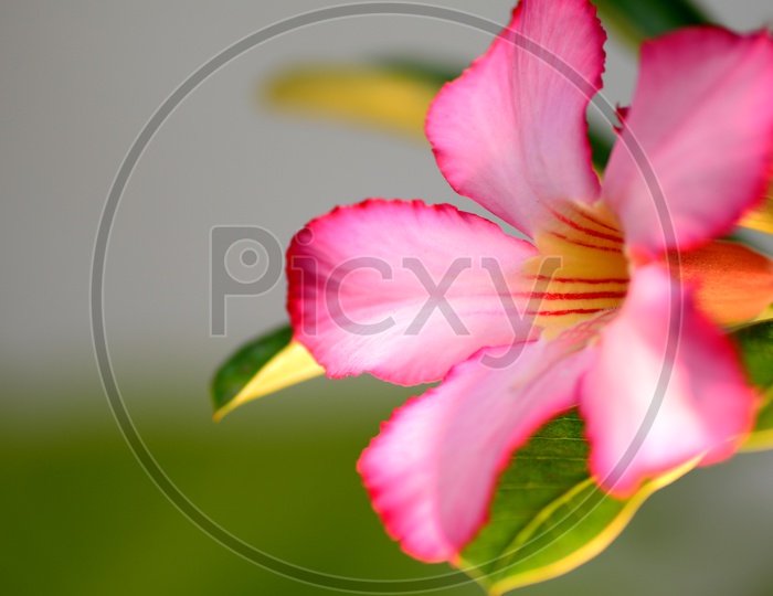 Pink Adenium or Desert Rose A Tropical Flower Closeup With an Isolated   Background