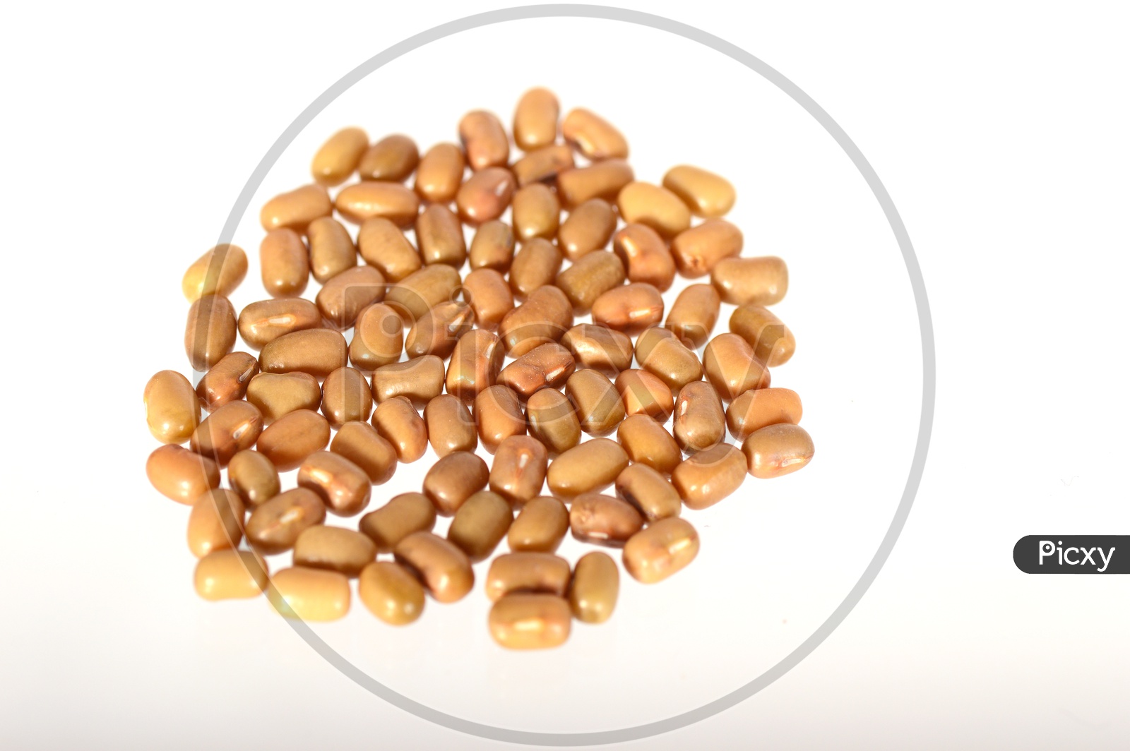 A Heap of Moth Bean or Dew Bean or Legume Or Turkish Gram Or Mat Bean Or Alasandhalu  on an Isolated White Background