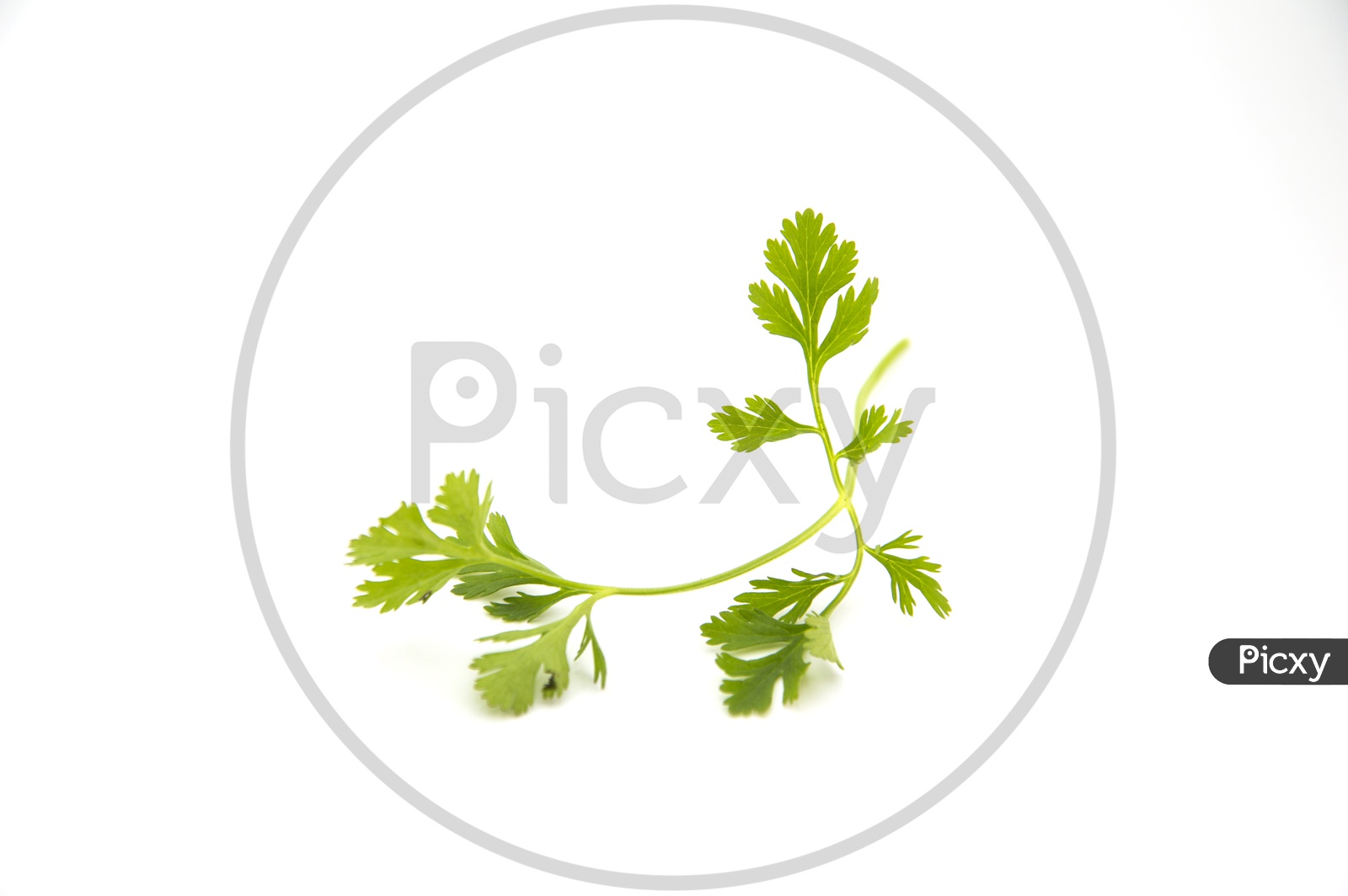 Coriander leaves closeup on an isolated white background