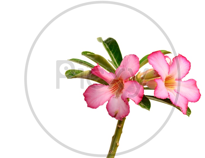 Pink Adenium or Desert Rose A Tropical Flower Closeup With an Isolated White  Background