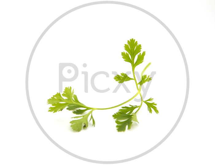 Coriander leaves closeup on an isolated white background