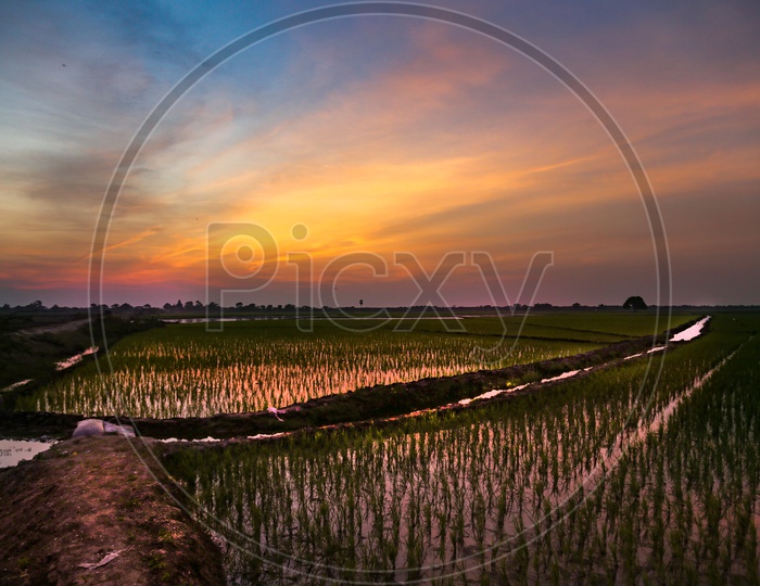 Agriculture. Sunset over Paddy Fields