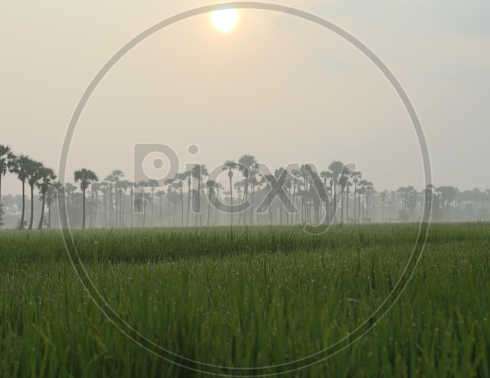 rice crop