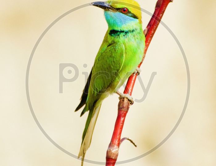 Green bee-eater