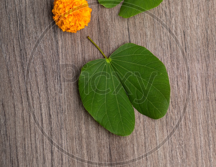 Indian Festival Dussera or Navrathri Symbolic Representation With  Mari Gold Flowers And Golden Leaf ( Bauhinia Racemosa )  On an Isolated   Wooden Background