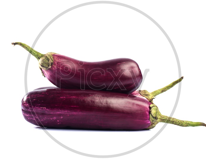 Egg Plant Or Brinjal Or Baigan Or Aubergine Vegetable on an Isolated White Background