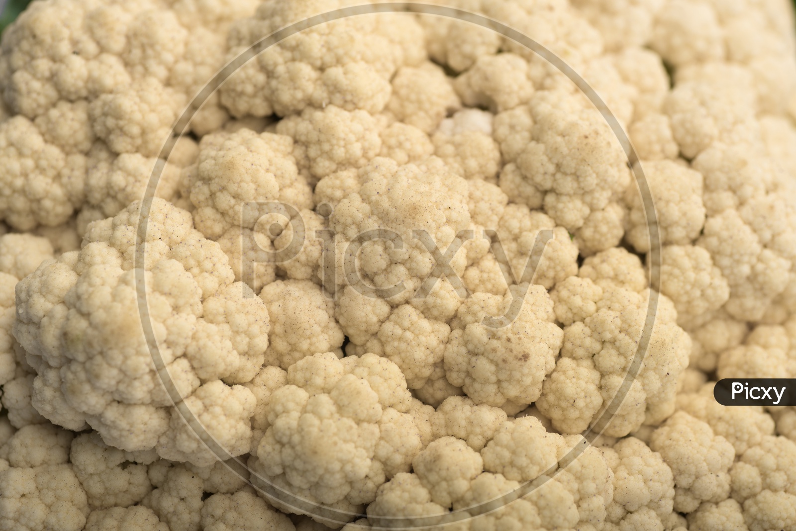 Cauliflower Vegetable Isolated On an White Background