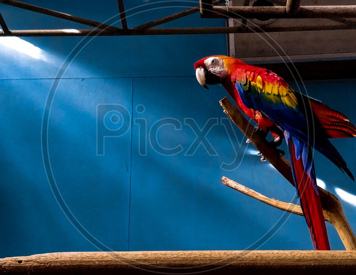 Macaw..
