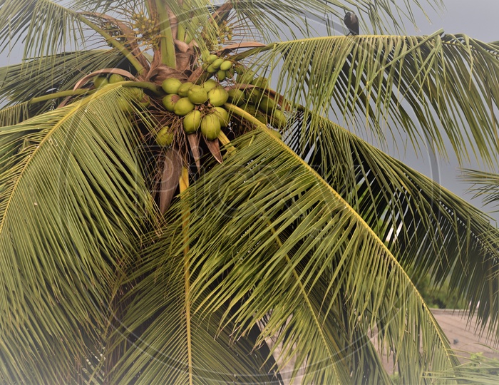 Nature - Coconut Tree