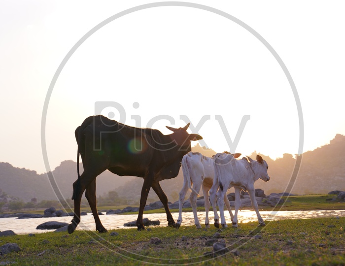 cattles near river