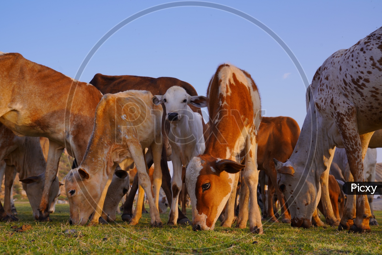 cattles near river