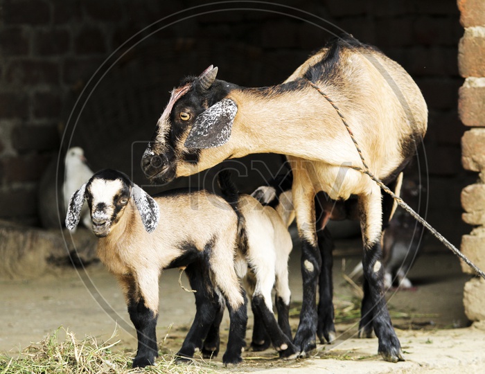 Goat-mother's love..