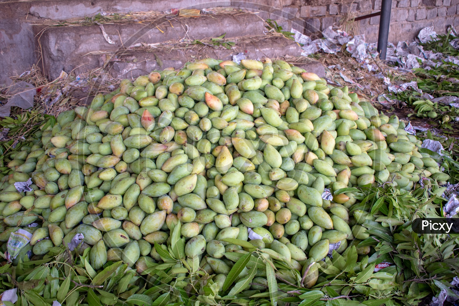 Totapuri or Collector mangoes on ground at Kothapet Fruit market, Dilsukhnagar, Hyderabad.
