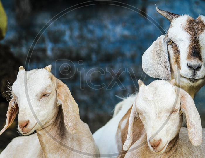 Goat Family...