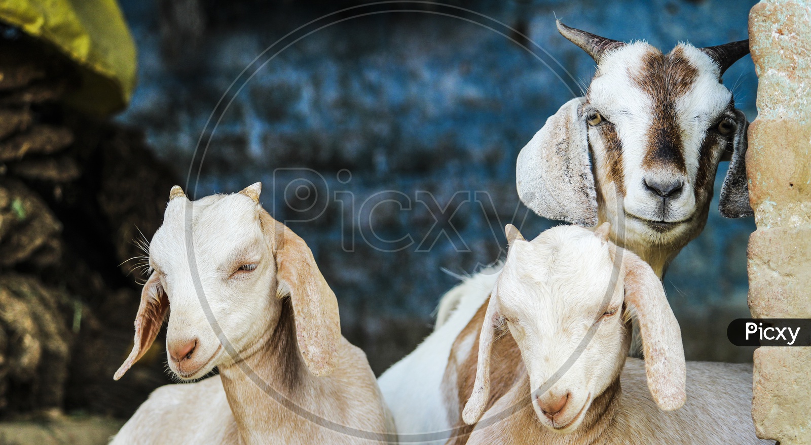 Goat Family...