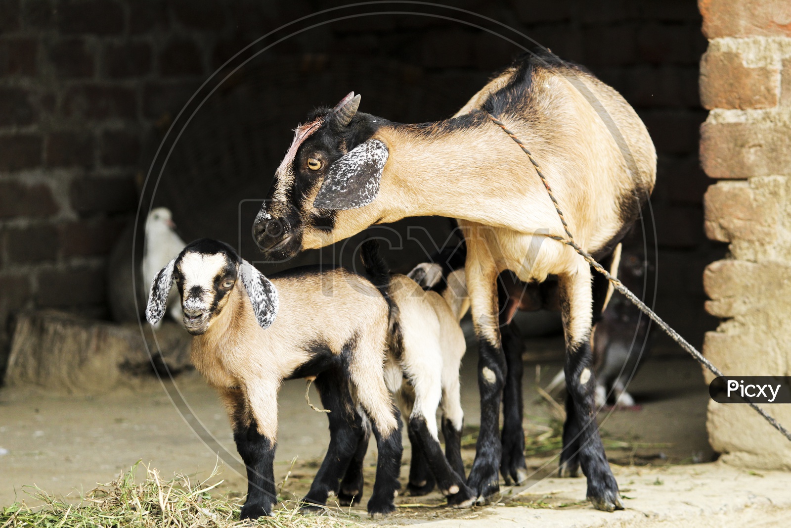Goat-mother's love..