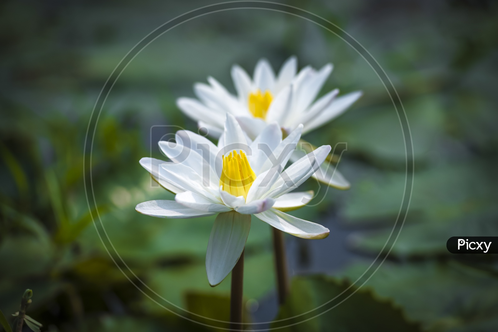 White Lotus flowers close up