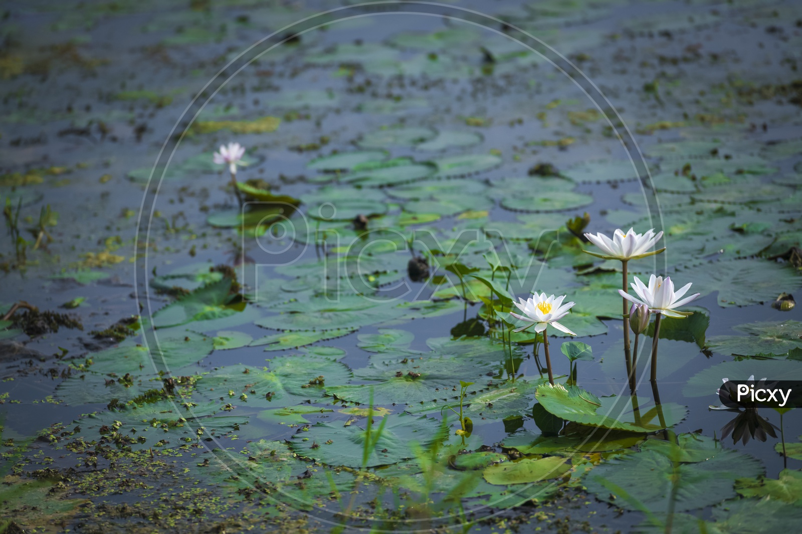 Lotus flowers pond
