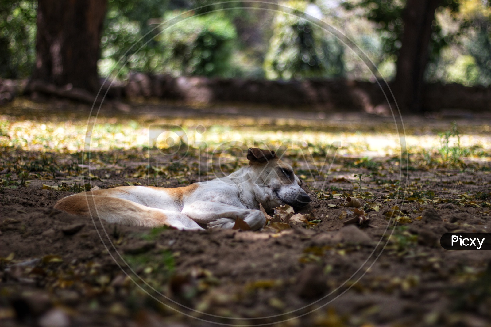 Stray dog sleeping in a tree's shade in Lodhi garden, Delhi