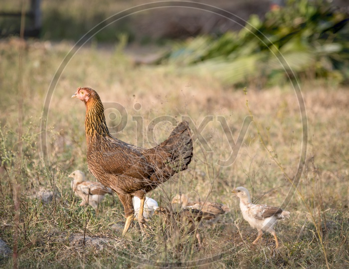 Mother Hen with Chicks