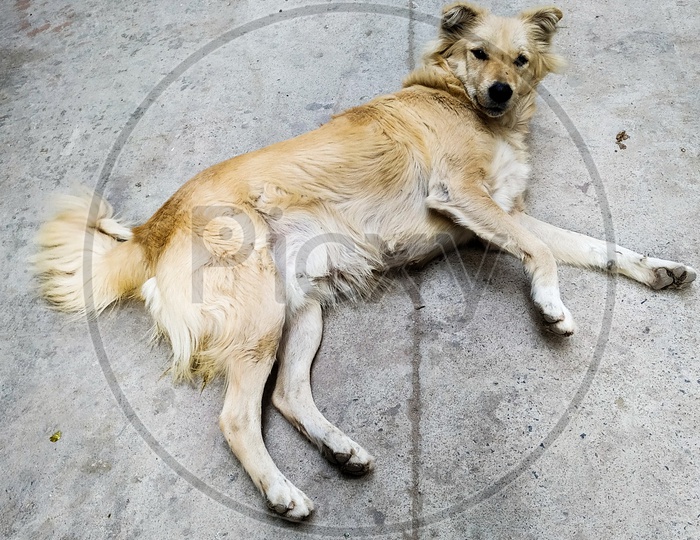 A stray dog talking rest in a street