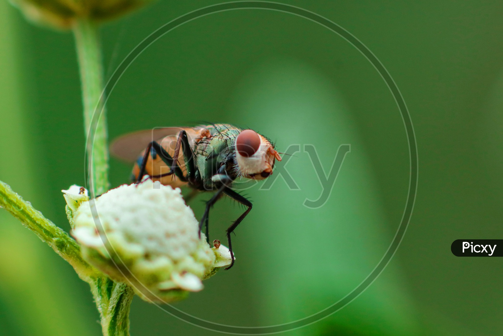Common Fly