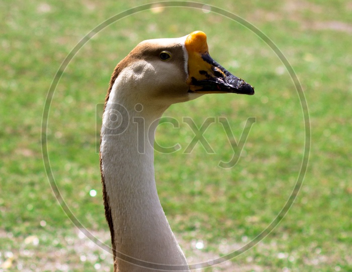 A duck roaming in Lodhi garden in Delhi