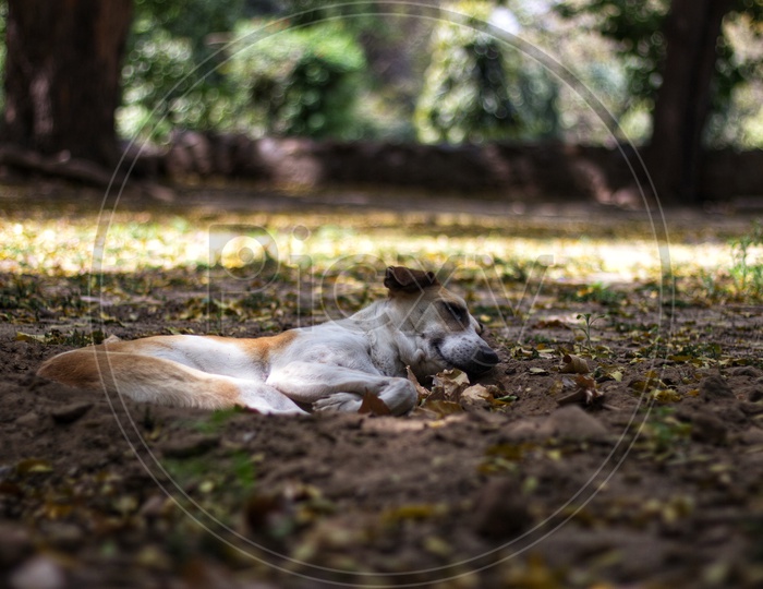 Stray dog sleeping in a tree's shade in Lodhi garden, Delhi