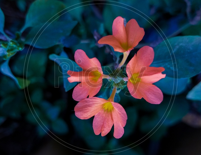Closeup shoot on flower