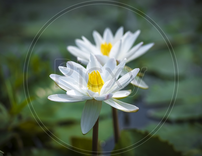 White Lotus flowers close up